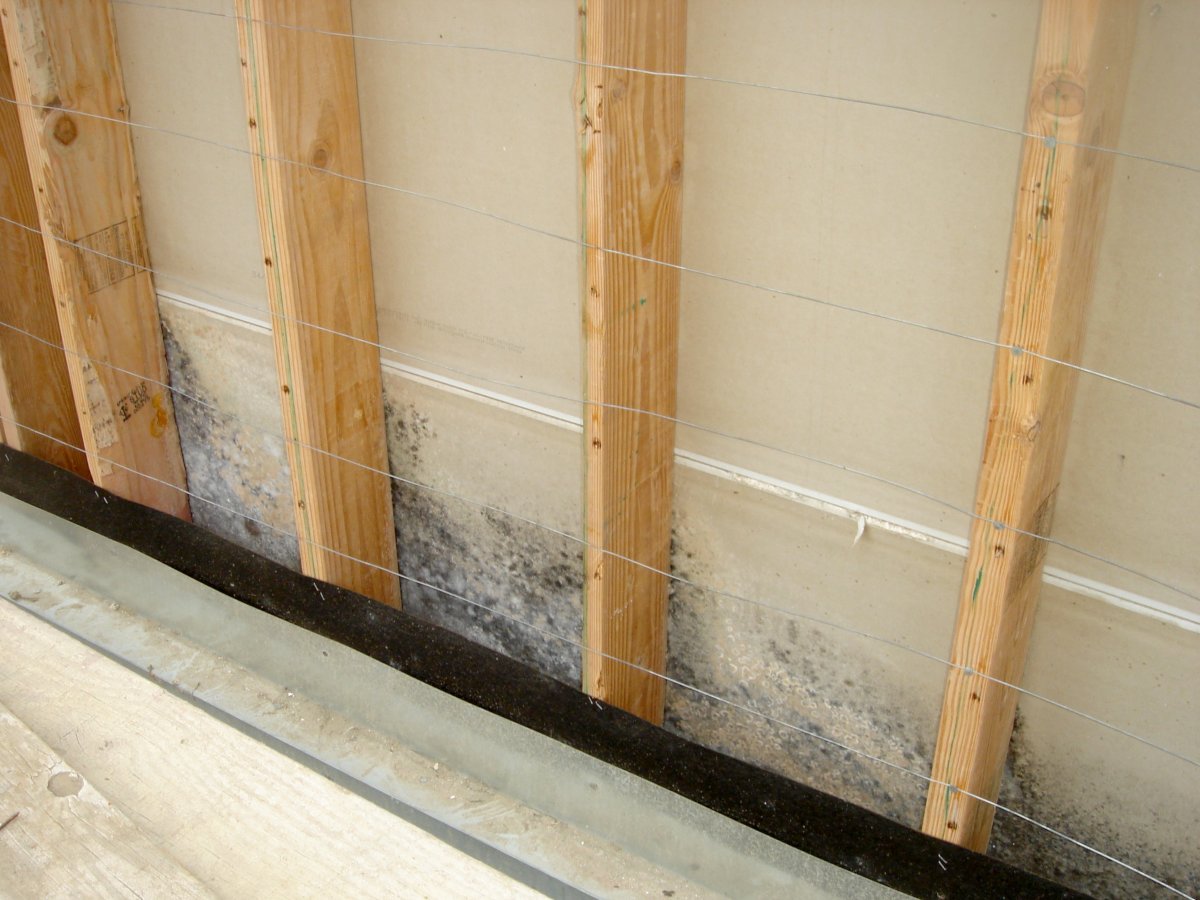 a wall open to the studs with mold visible