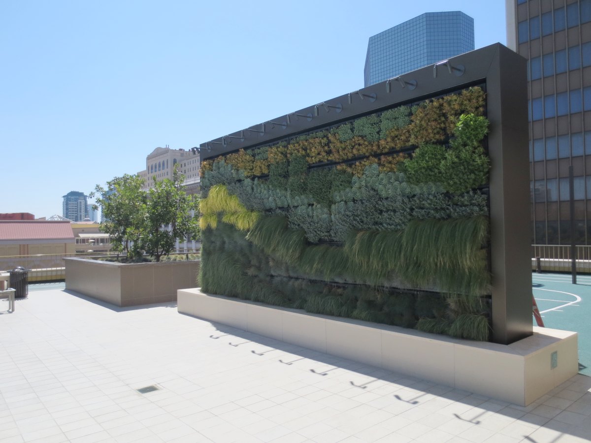 a living "green wall" composed of plants on an urban rooftop